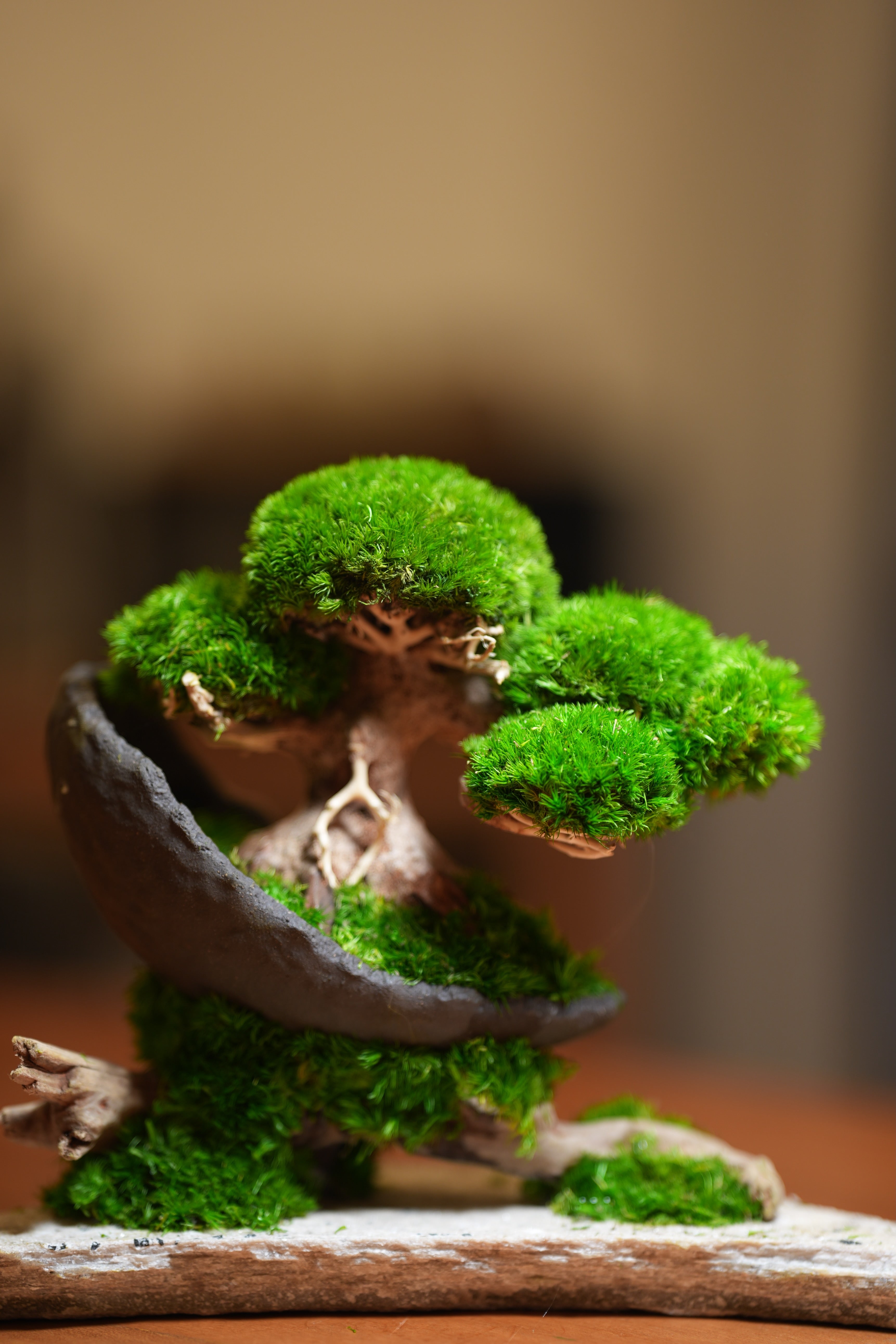 Slow Wood - Young - Crescent - Driftwood