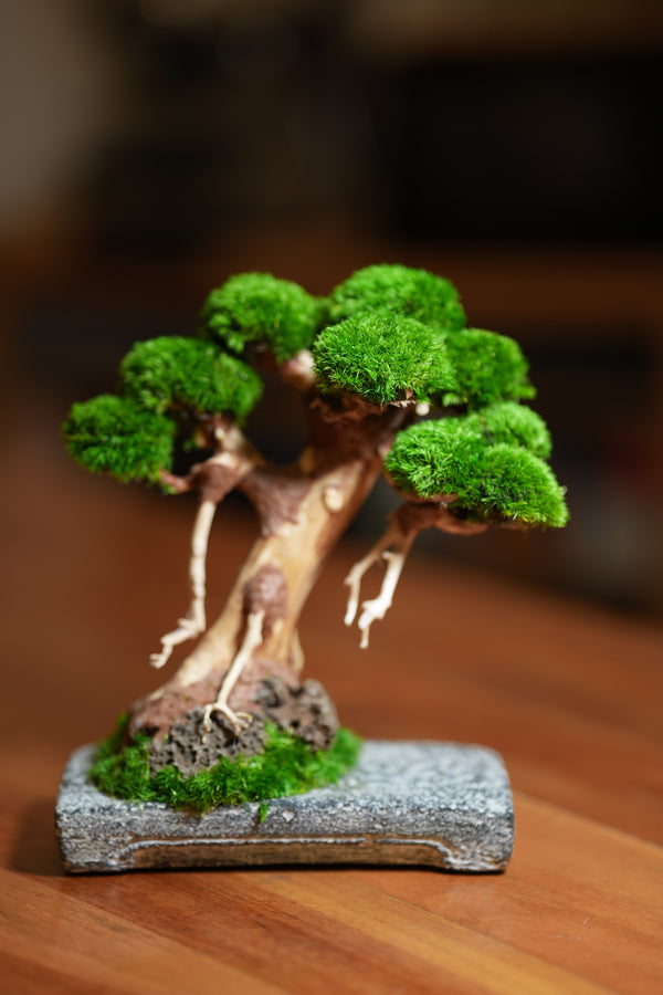 Slow Wood - Maverick