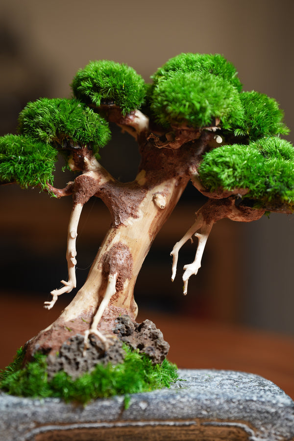 Slow Wood - Maverick