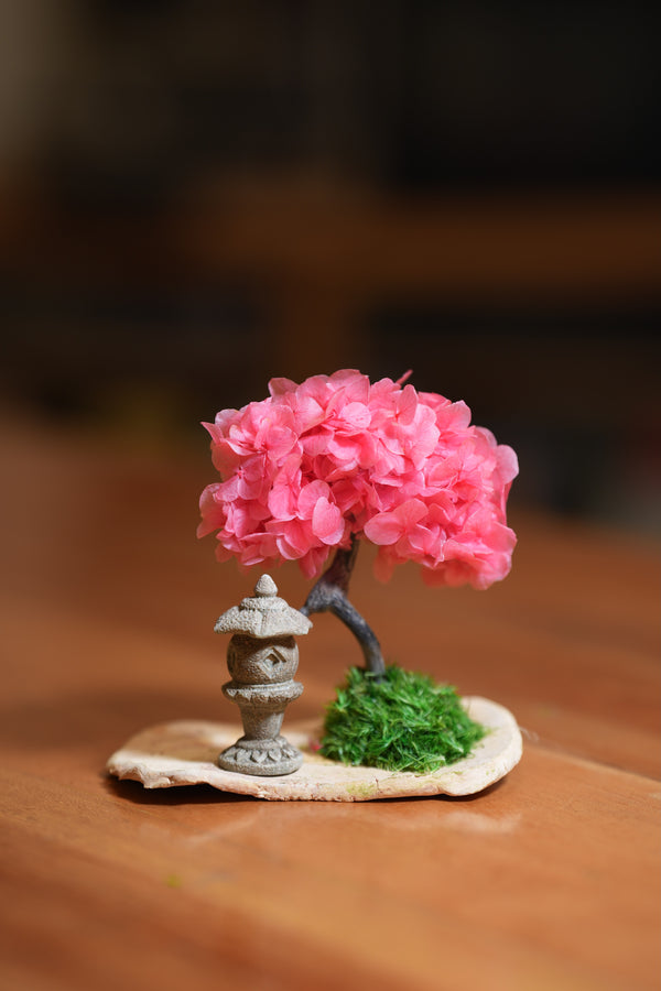 A Small Tree in the East - Sakura - Lantern in the East