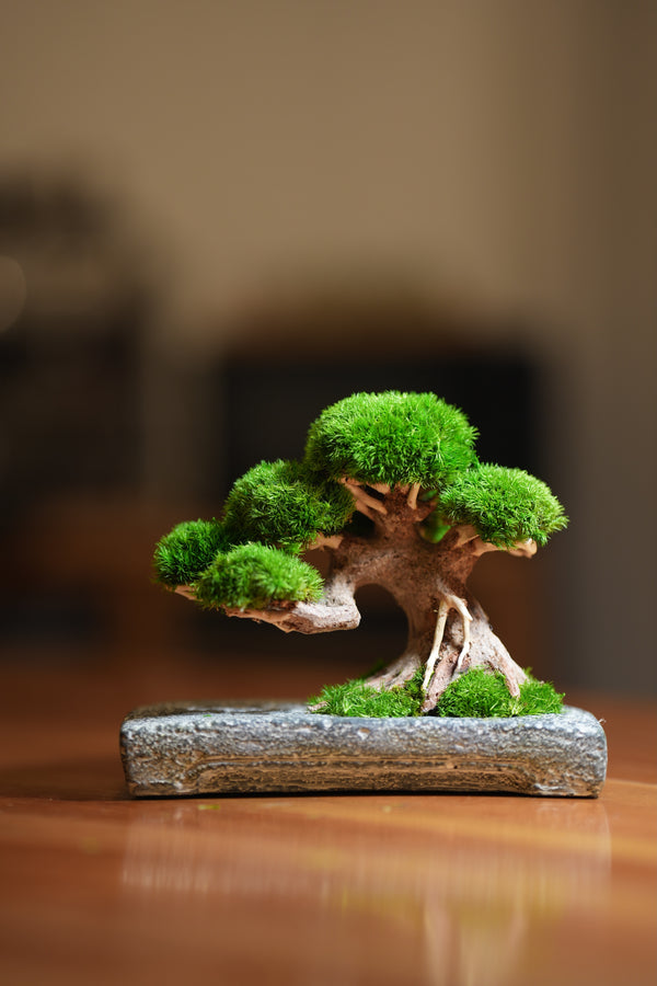 Slow Wood - Young - Anchor