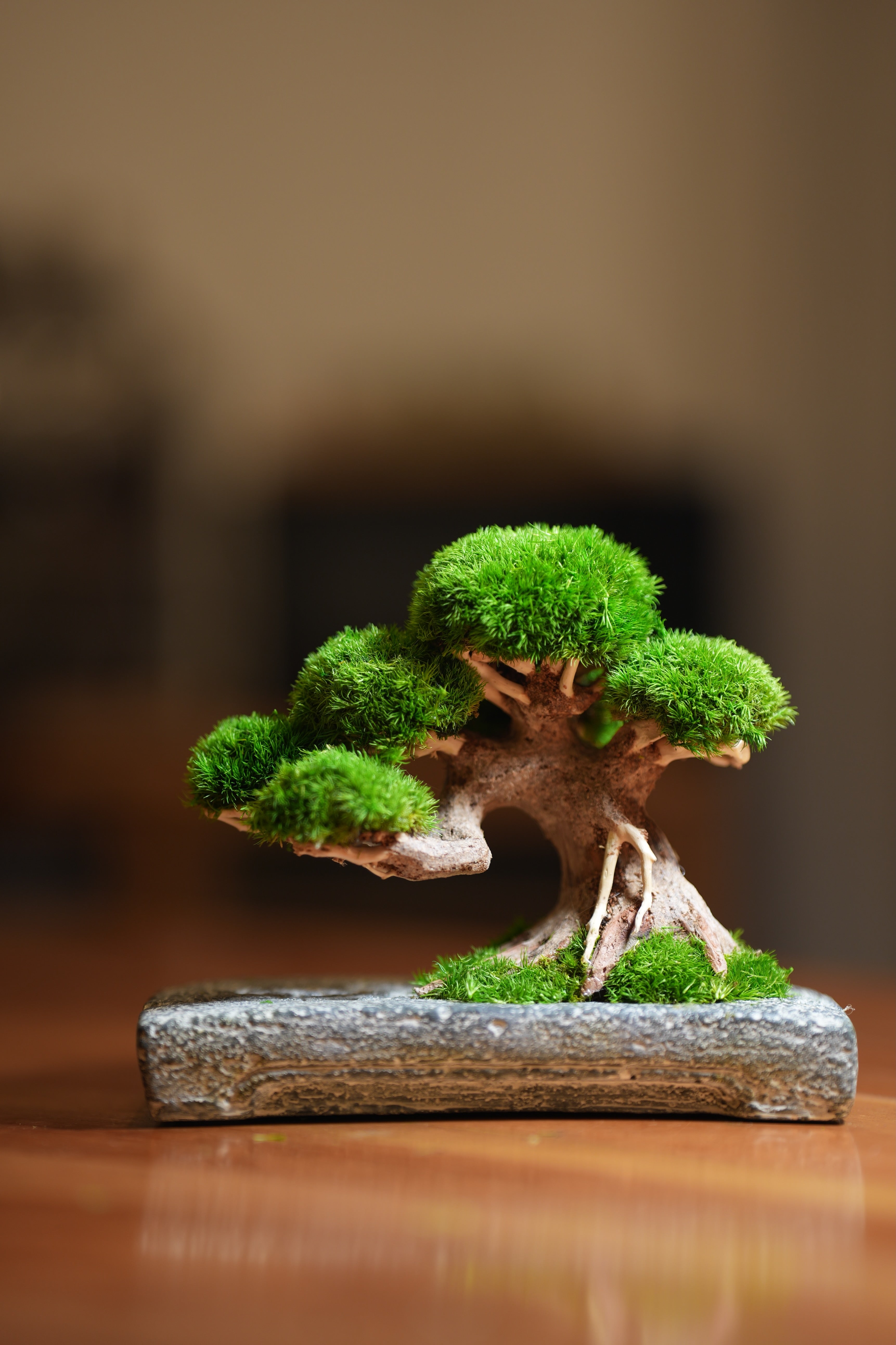 Slow Wood - Young - Anchor