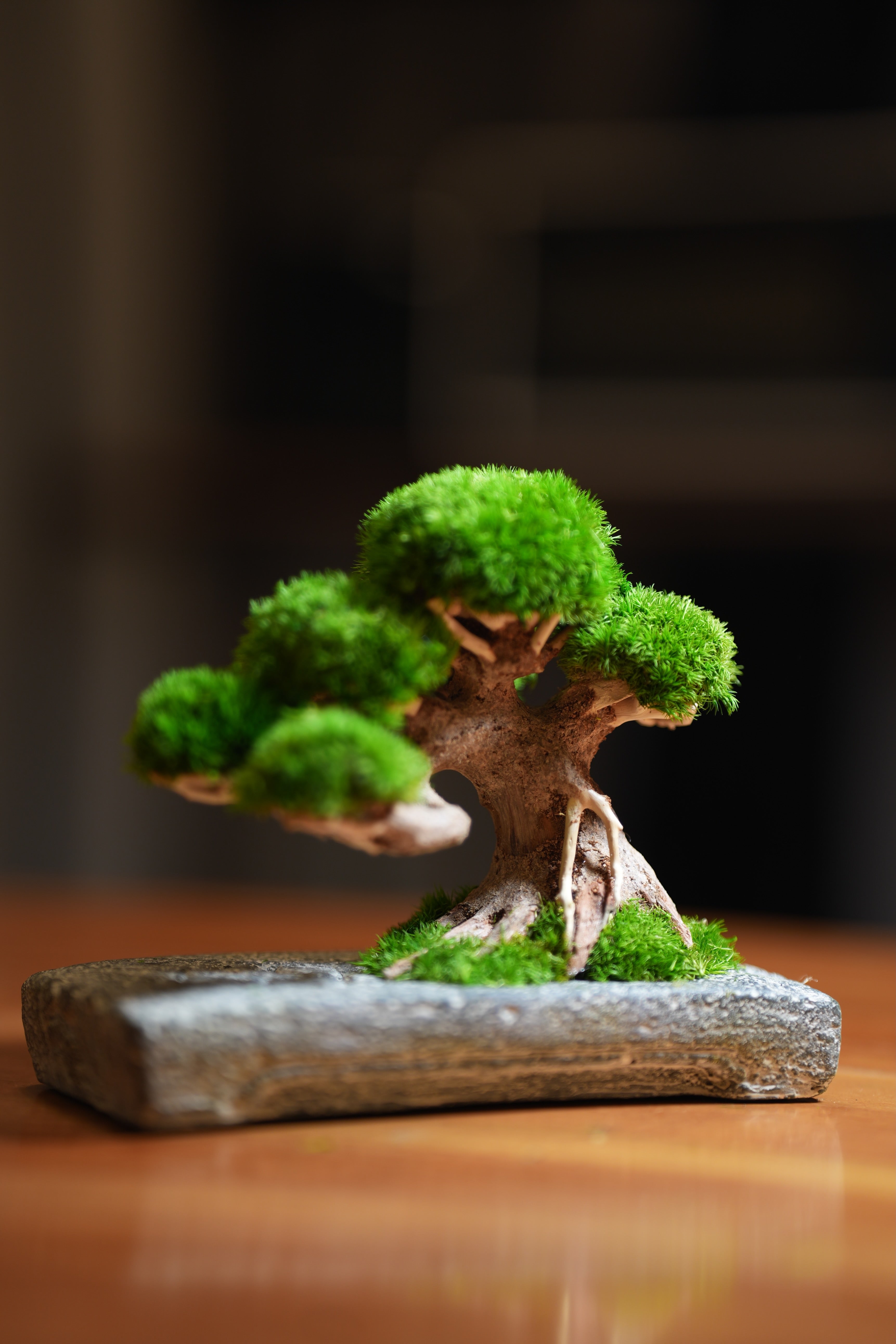 Slow Wood - Young - Anchor