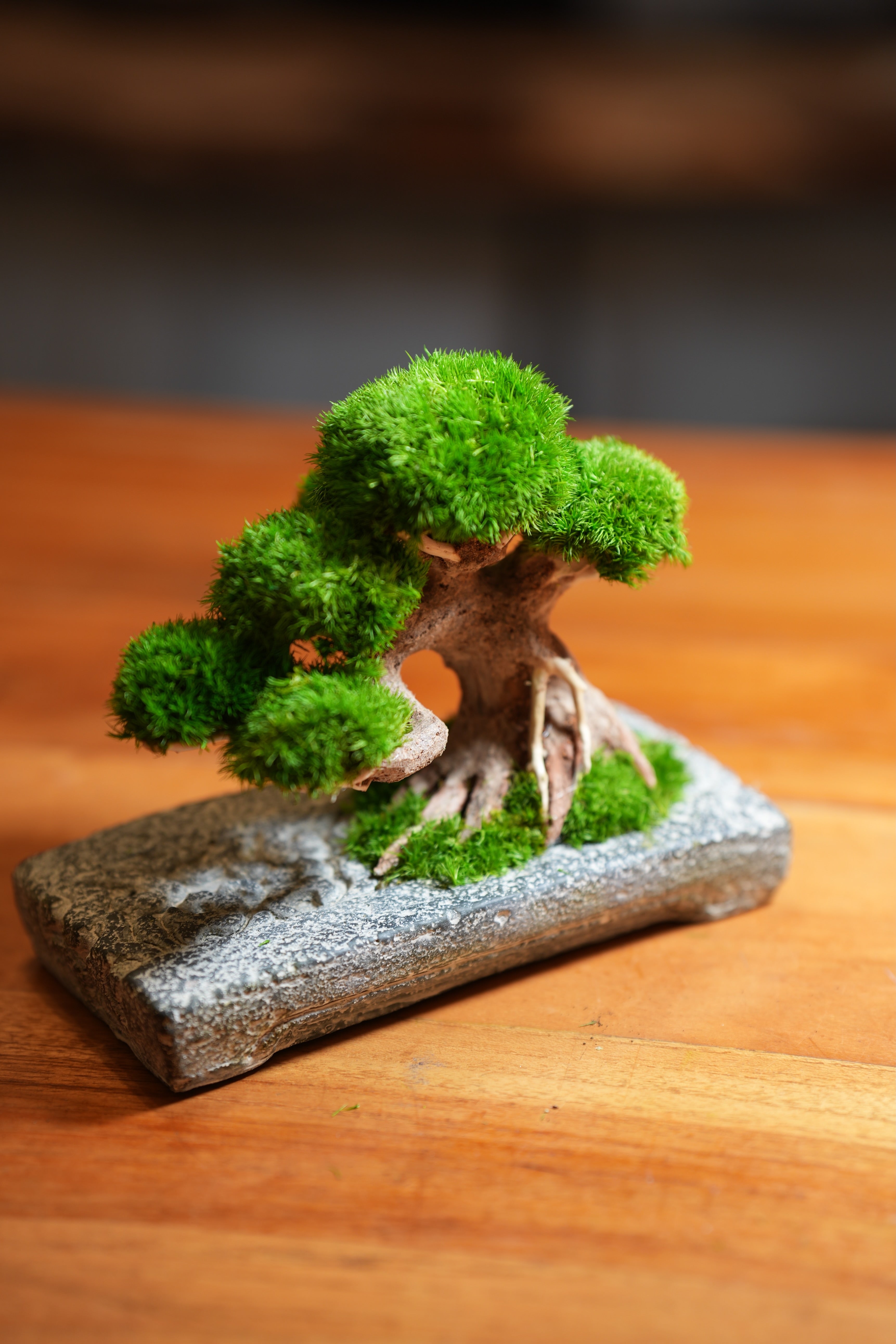 Slow Wood - Young - Anchor