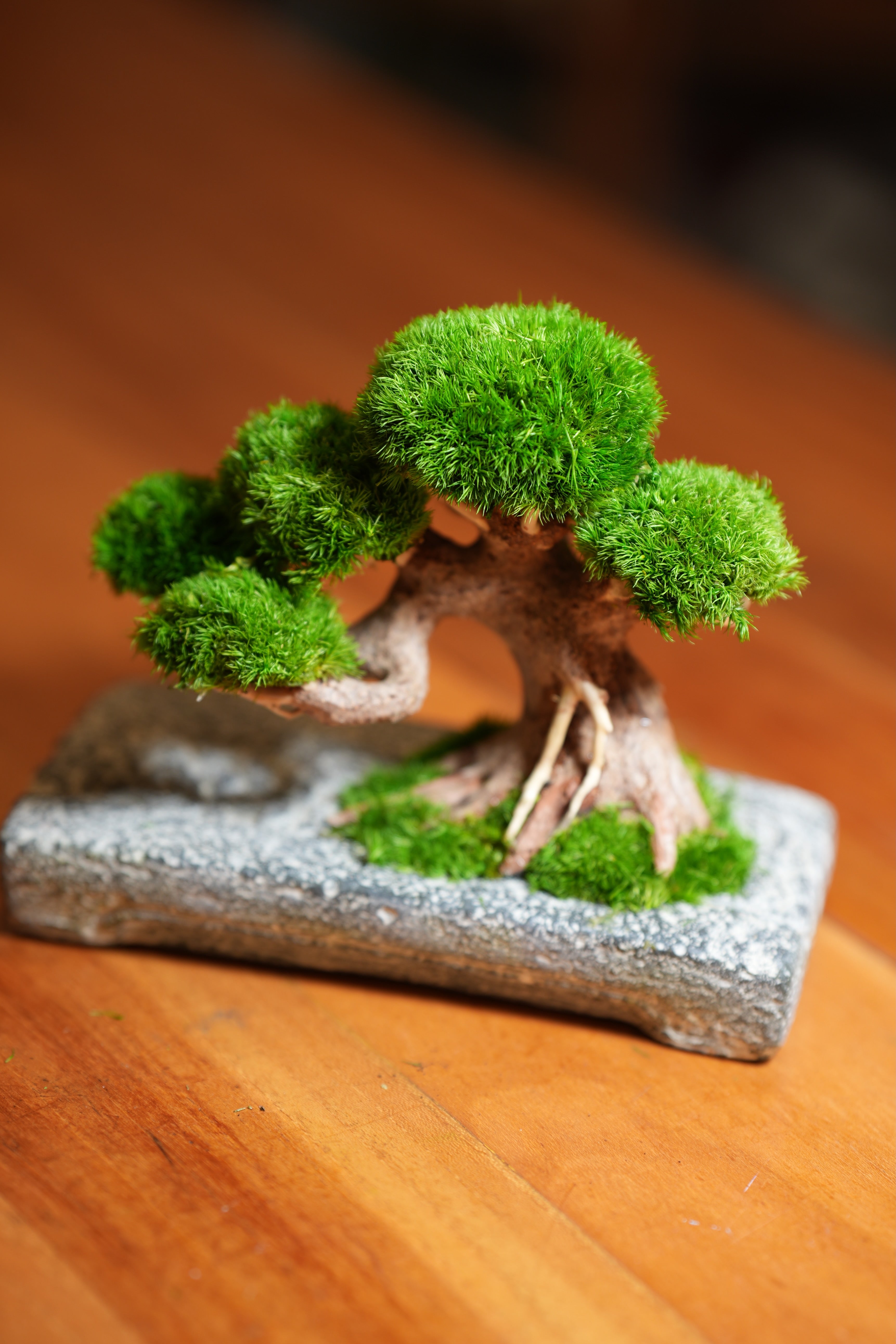 Slow Wood - Young - Anchor