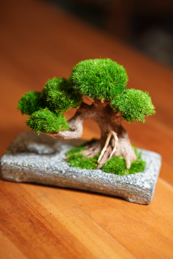 Slow Wood - Young - Anchor