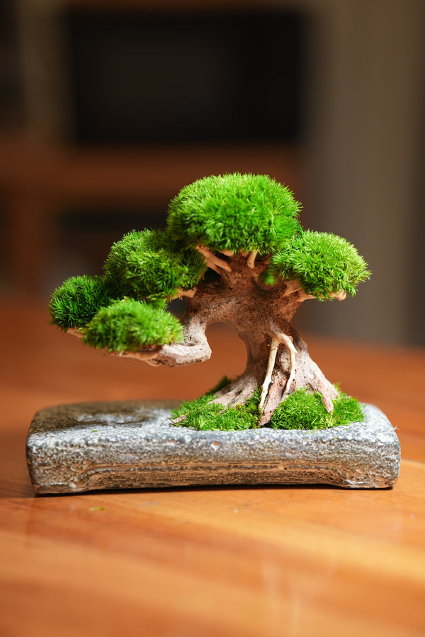 Slow Wood - Young - Anchor