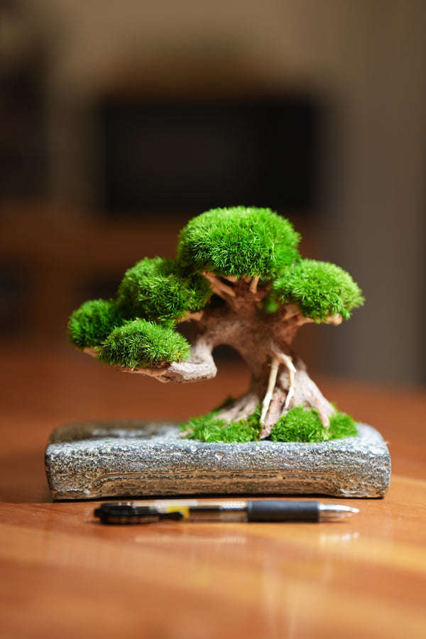 Slow Wood - Young - Anchor