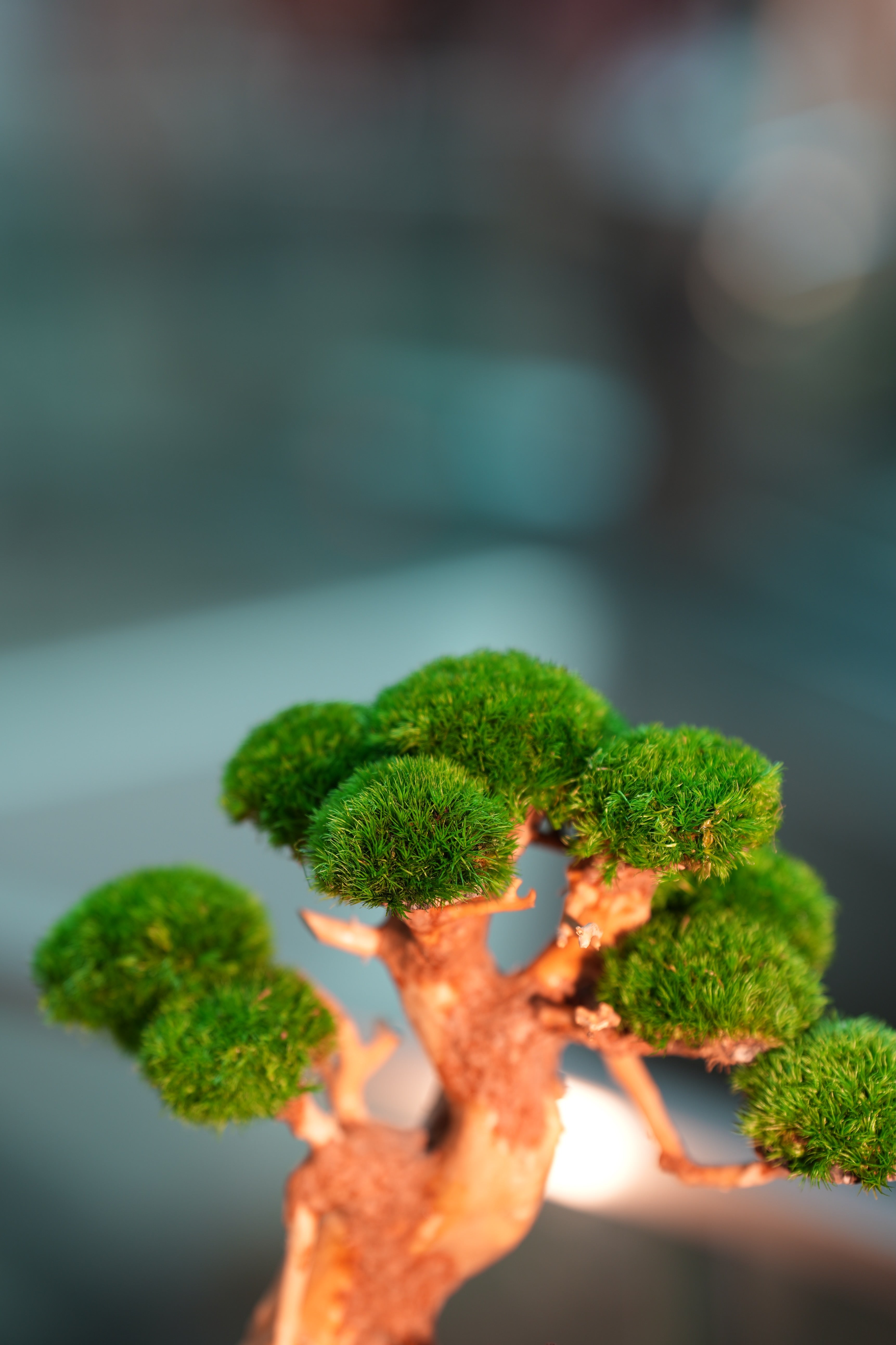 Slow Wood - Maverick - A Path in the East