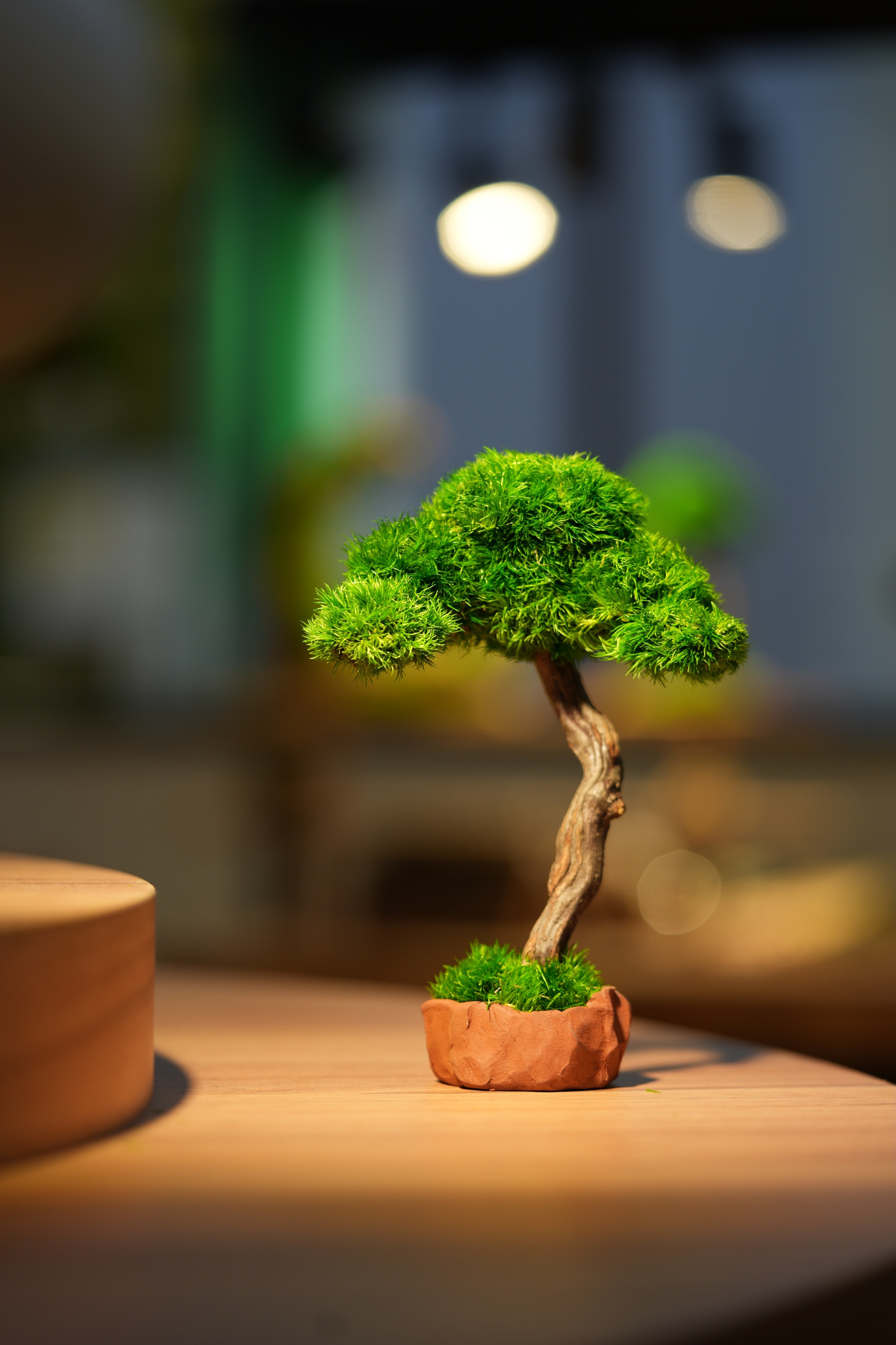 Small Tree in the East