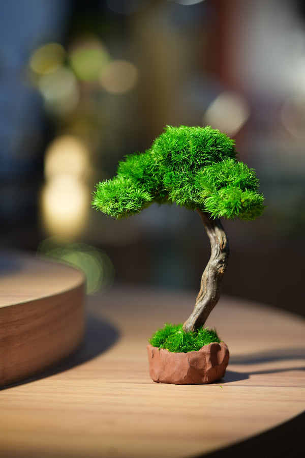 Small Tree in the East