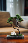 Juniper by the Winding Path - Anchor edition (Preserved Plants)