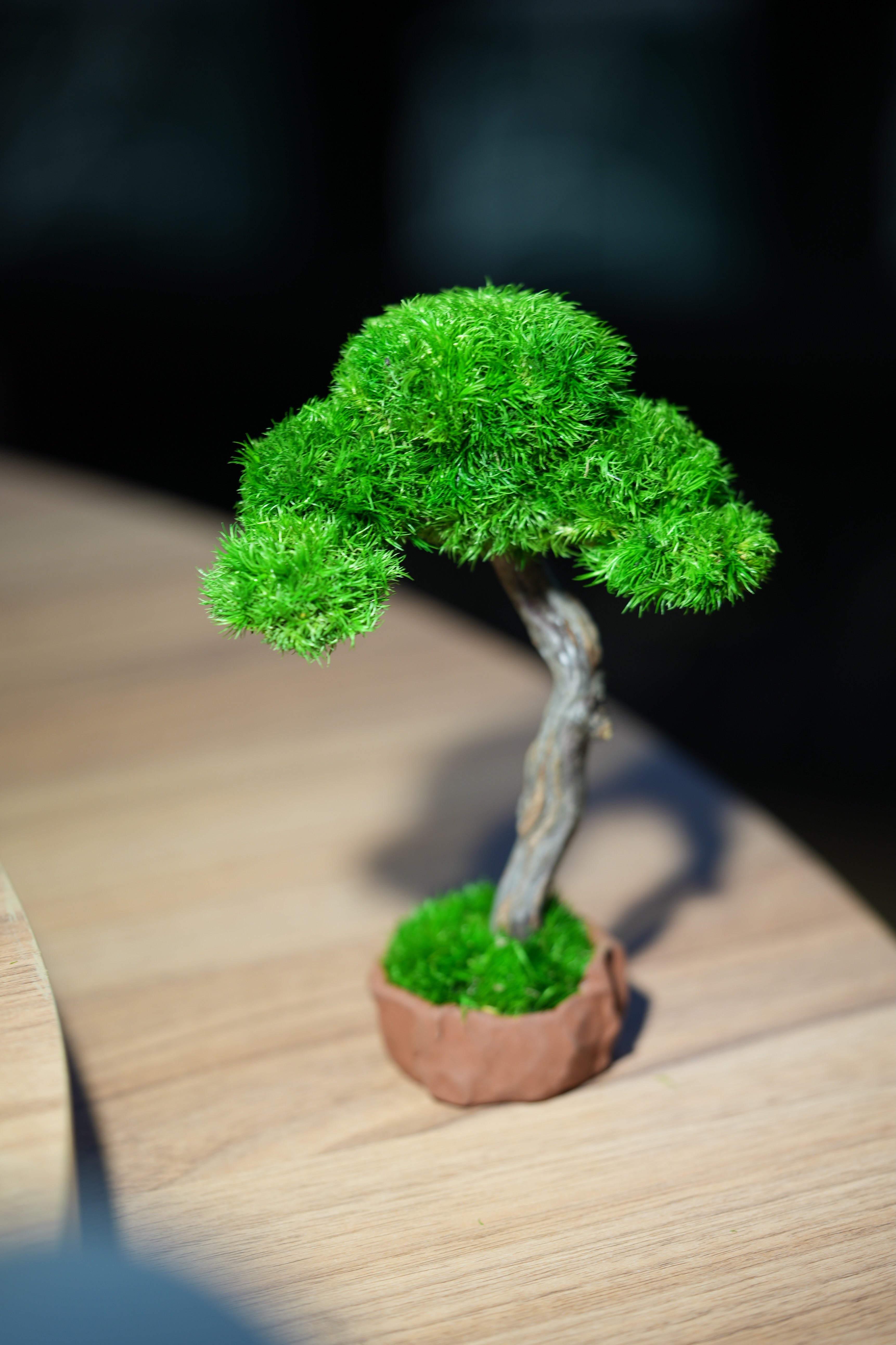 Small Tree in the East