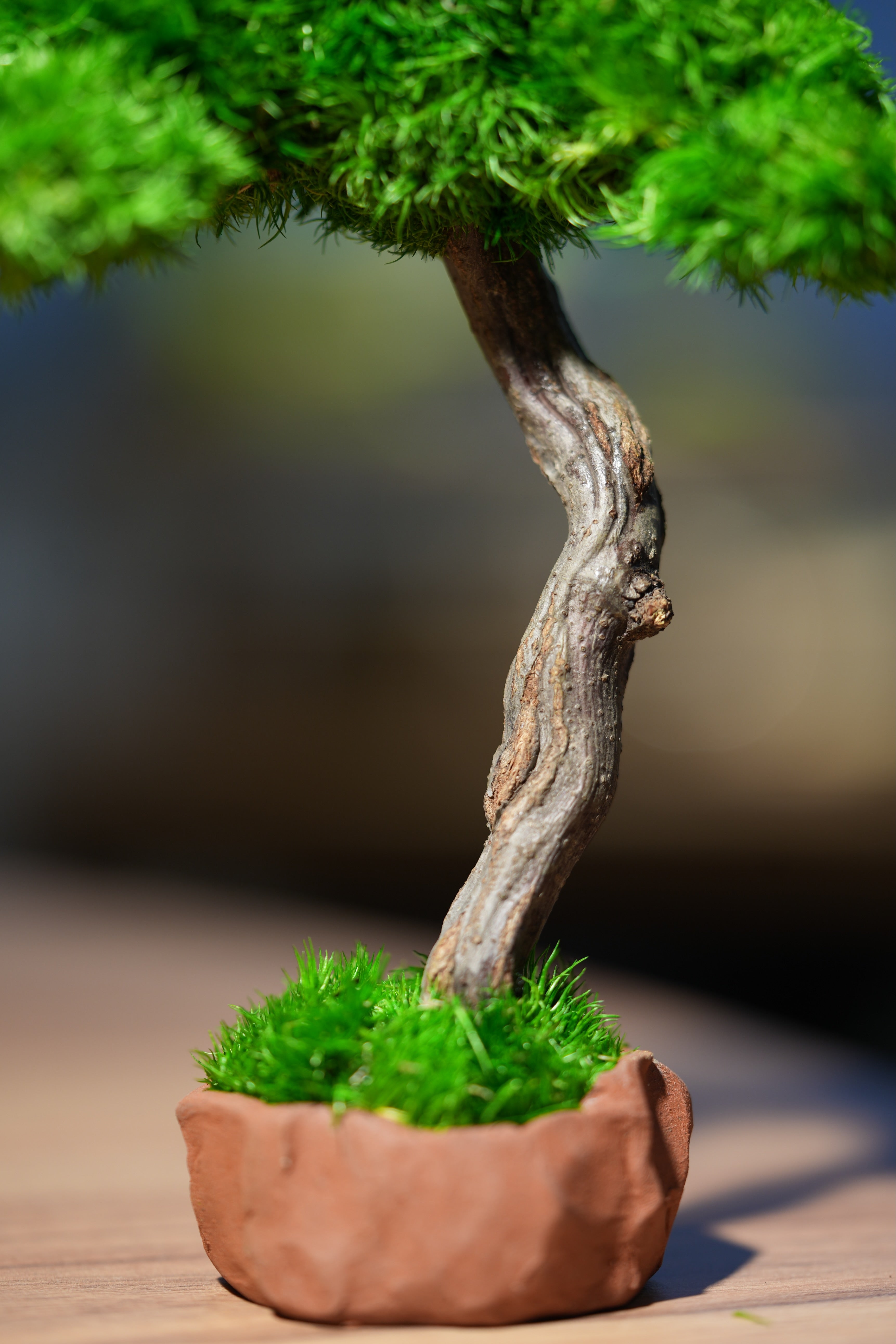 Small Tree in the East