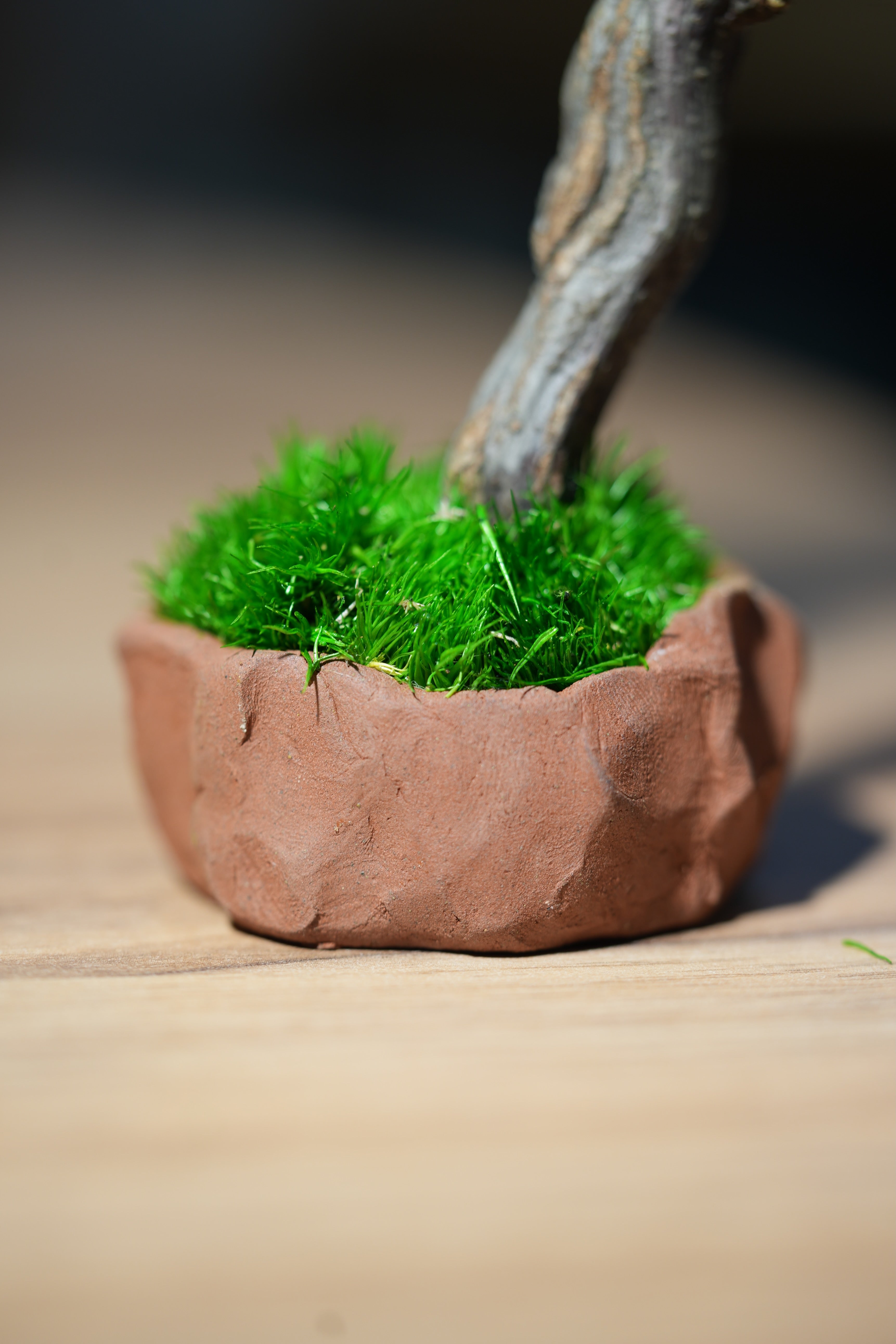 Small Tree in the East