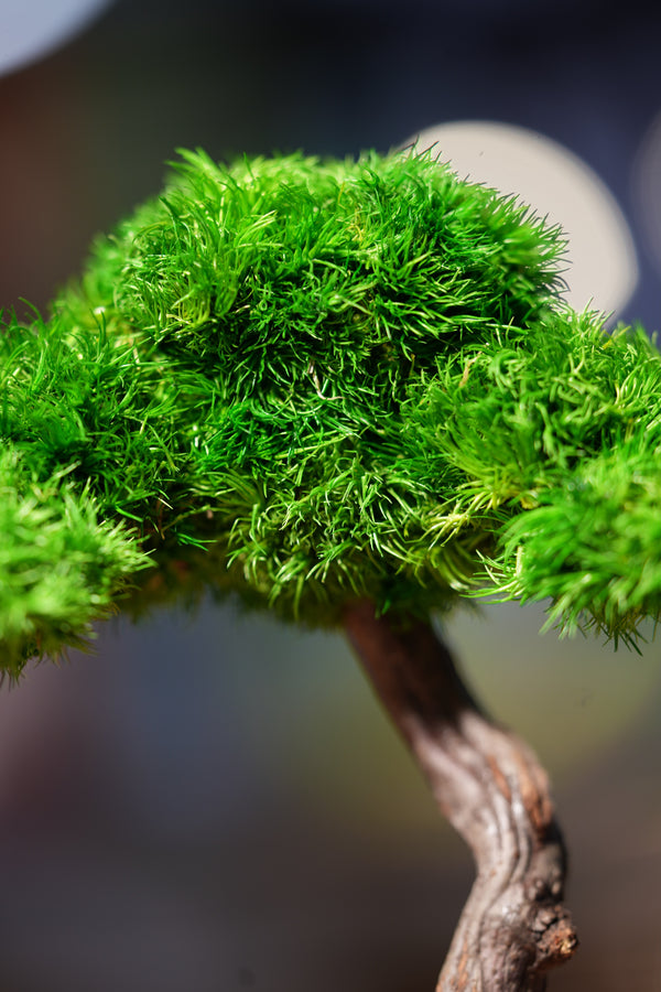 Small Tree in the East