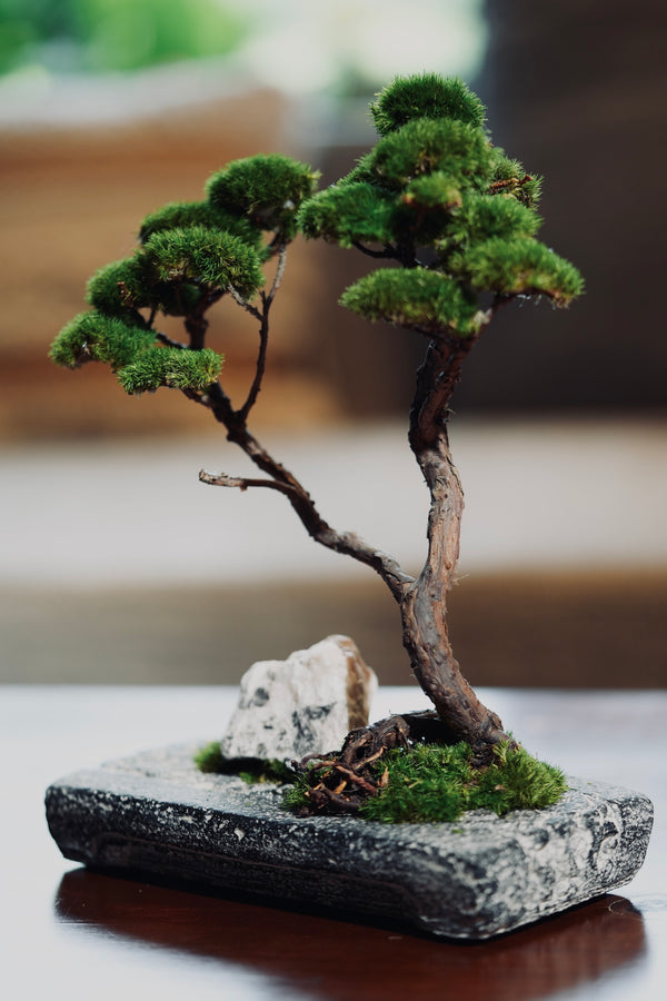 Juniper by the Winding Path - Anchor edition (Preserved Plants)