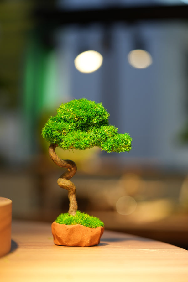 Small Tree in the East