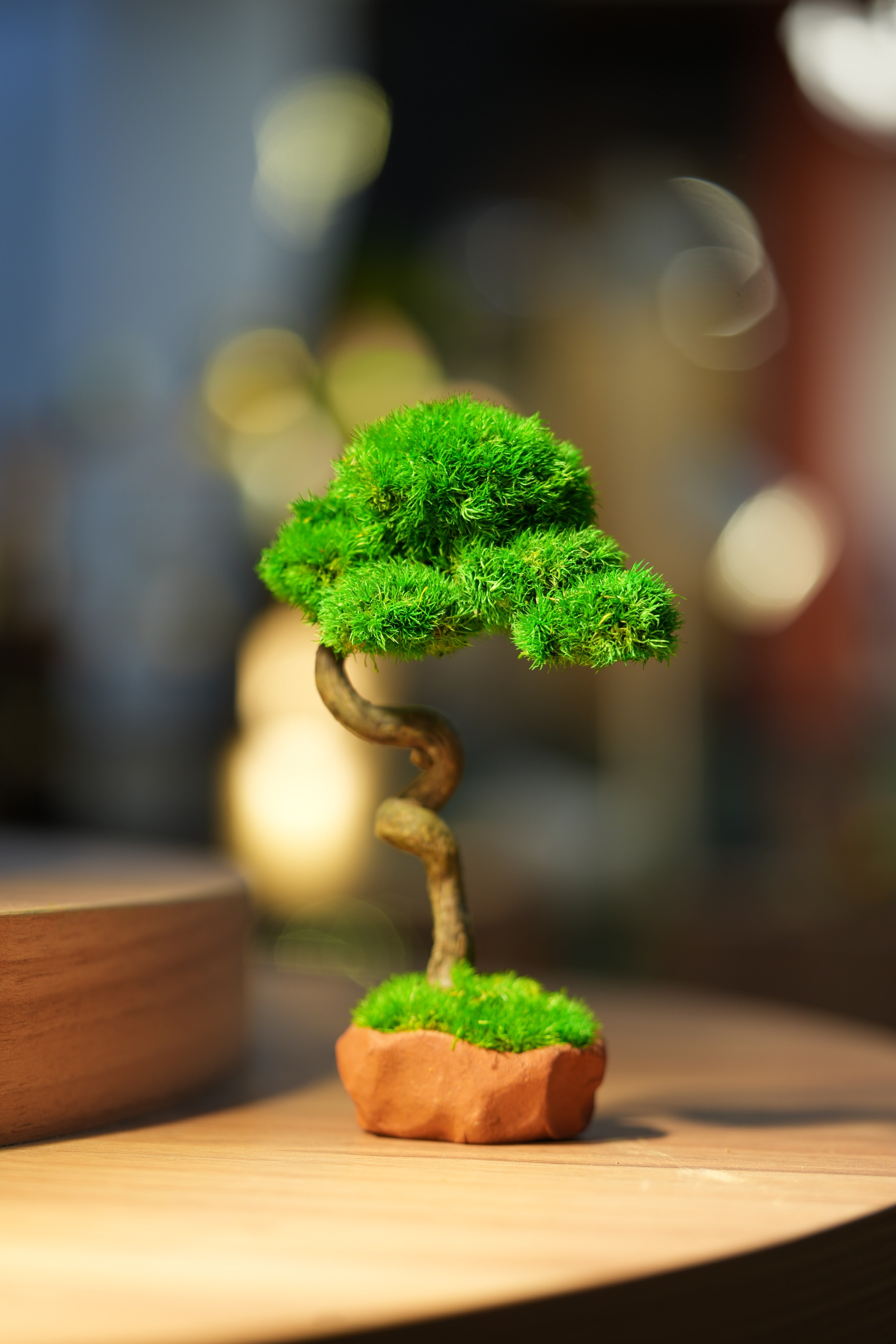 Small Tree in the East