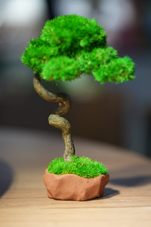 Small Tree in the East