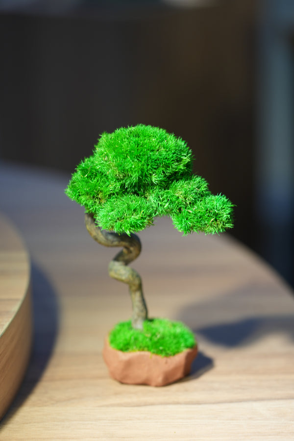 Small Tree in the East