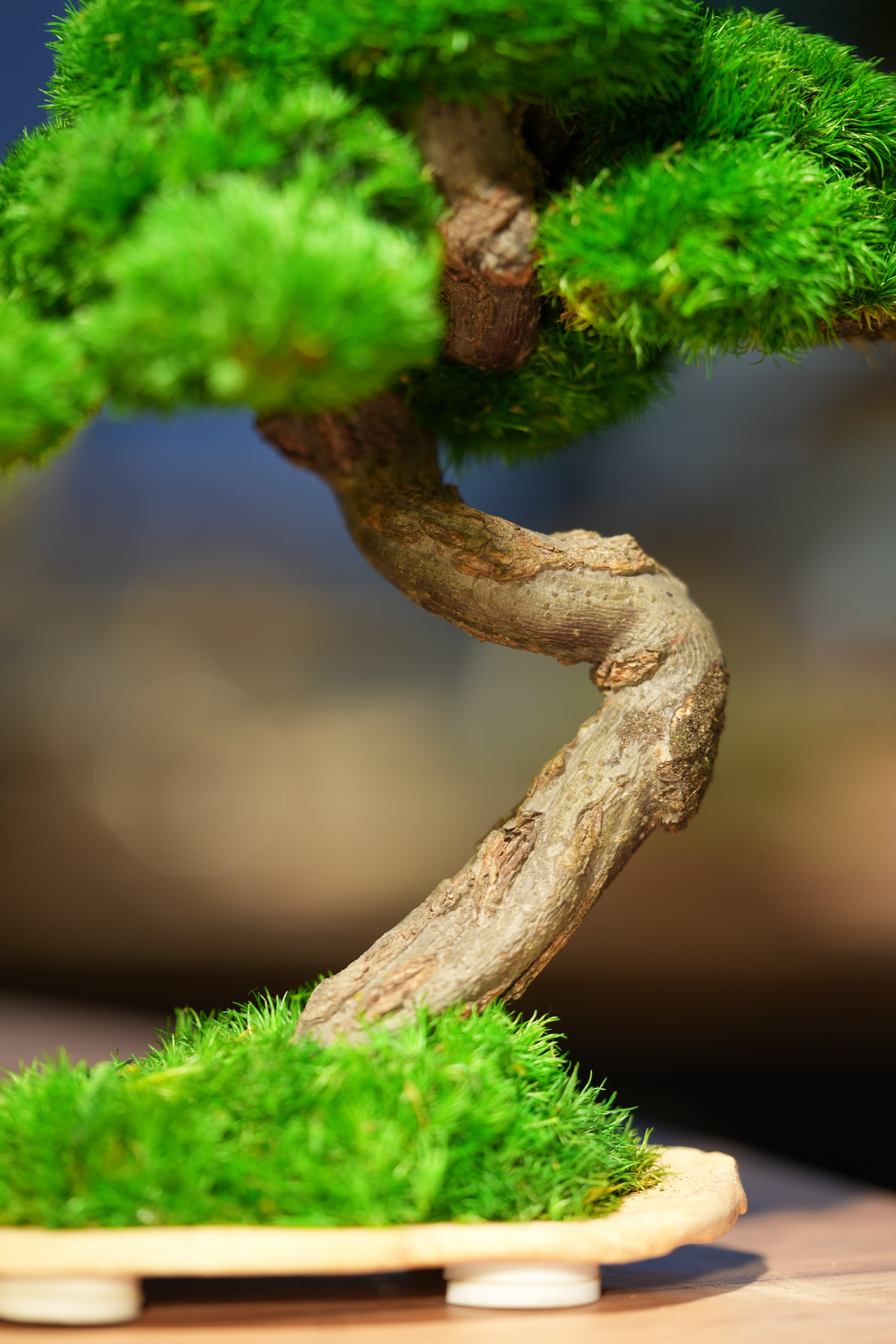 Rosewood - Speed of Light