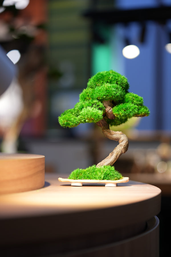 Rosewood - Speed of Light