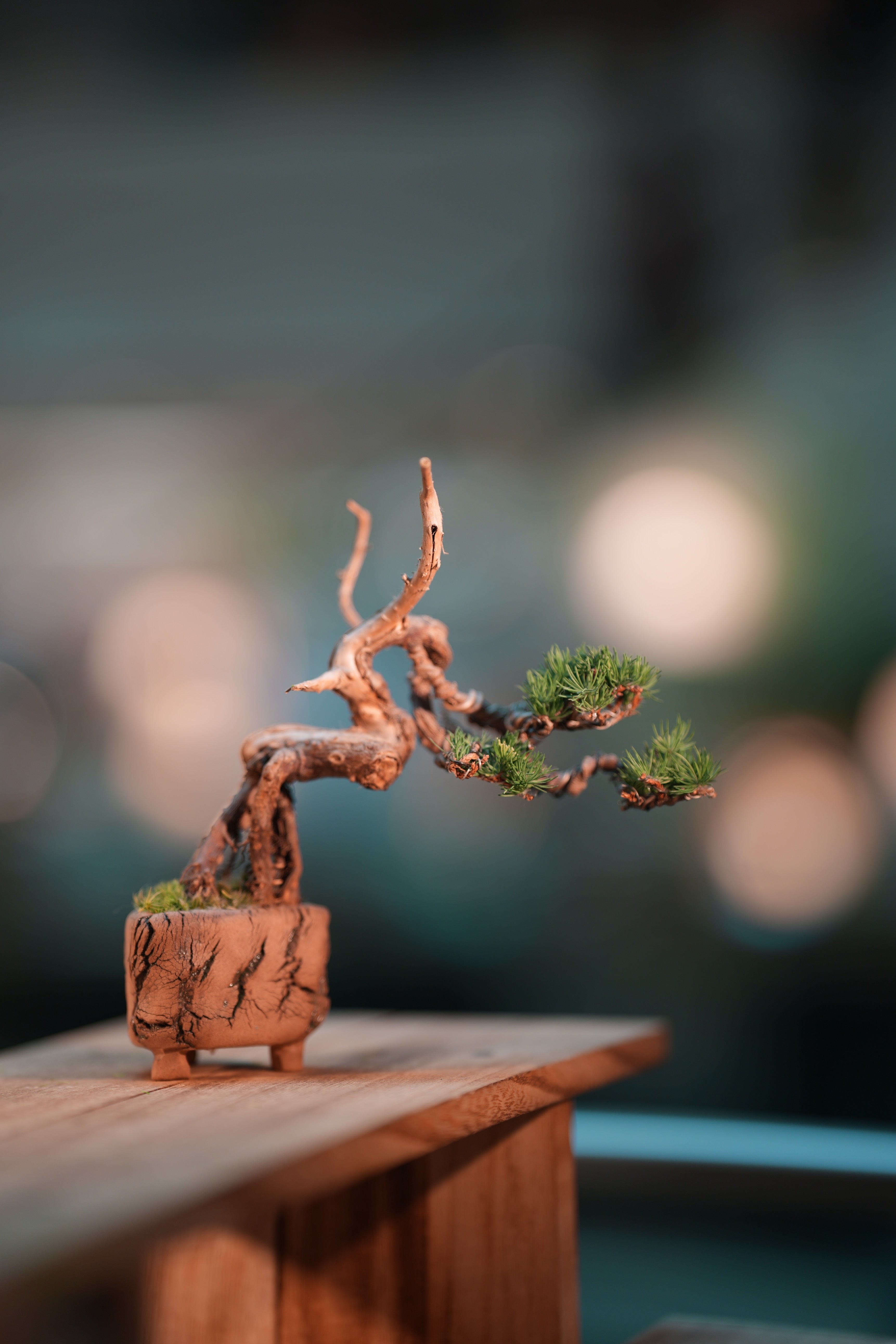 Juniper by the Winding Path