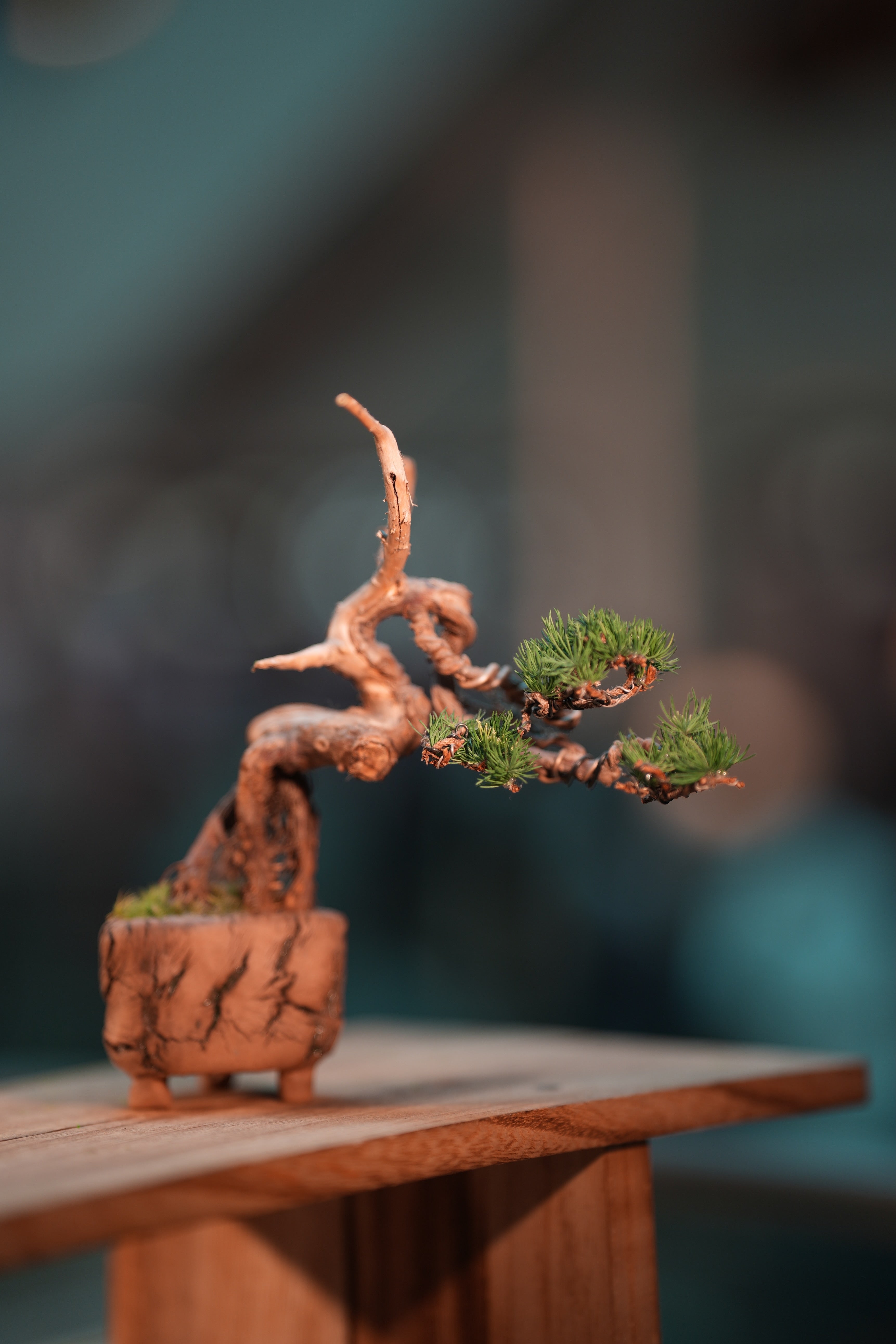 Juniper by the Winding Path