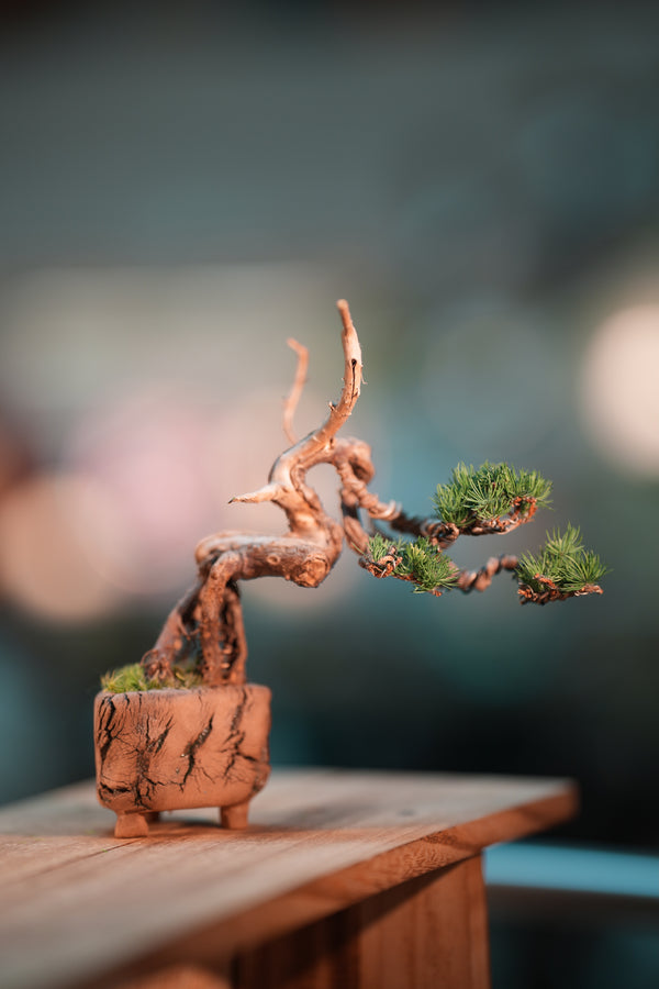 Juniper by the Winding Path