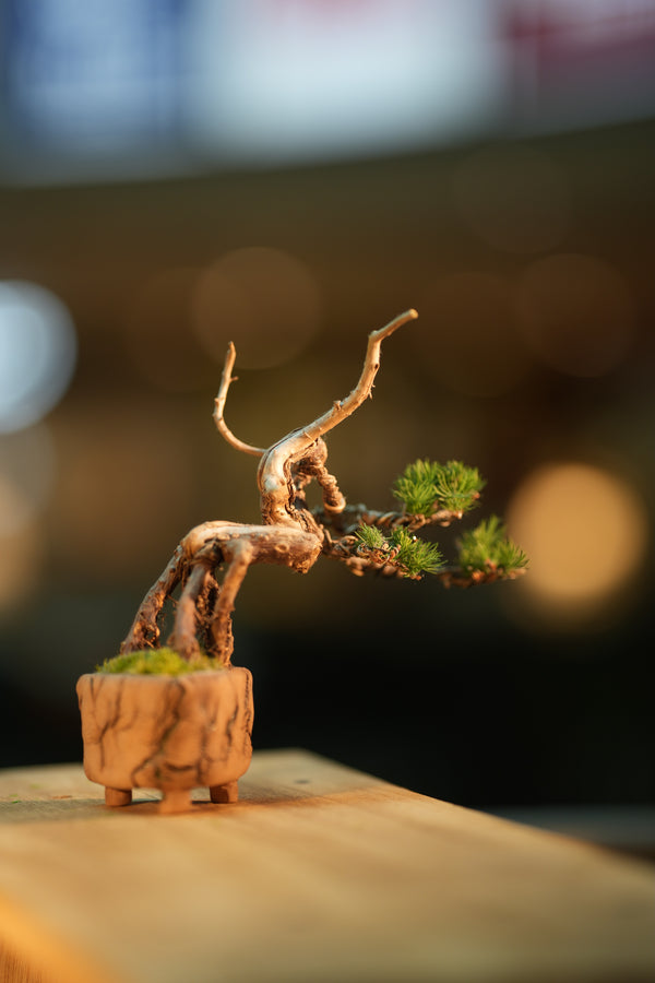 Juniper by the Winding Path