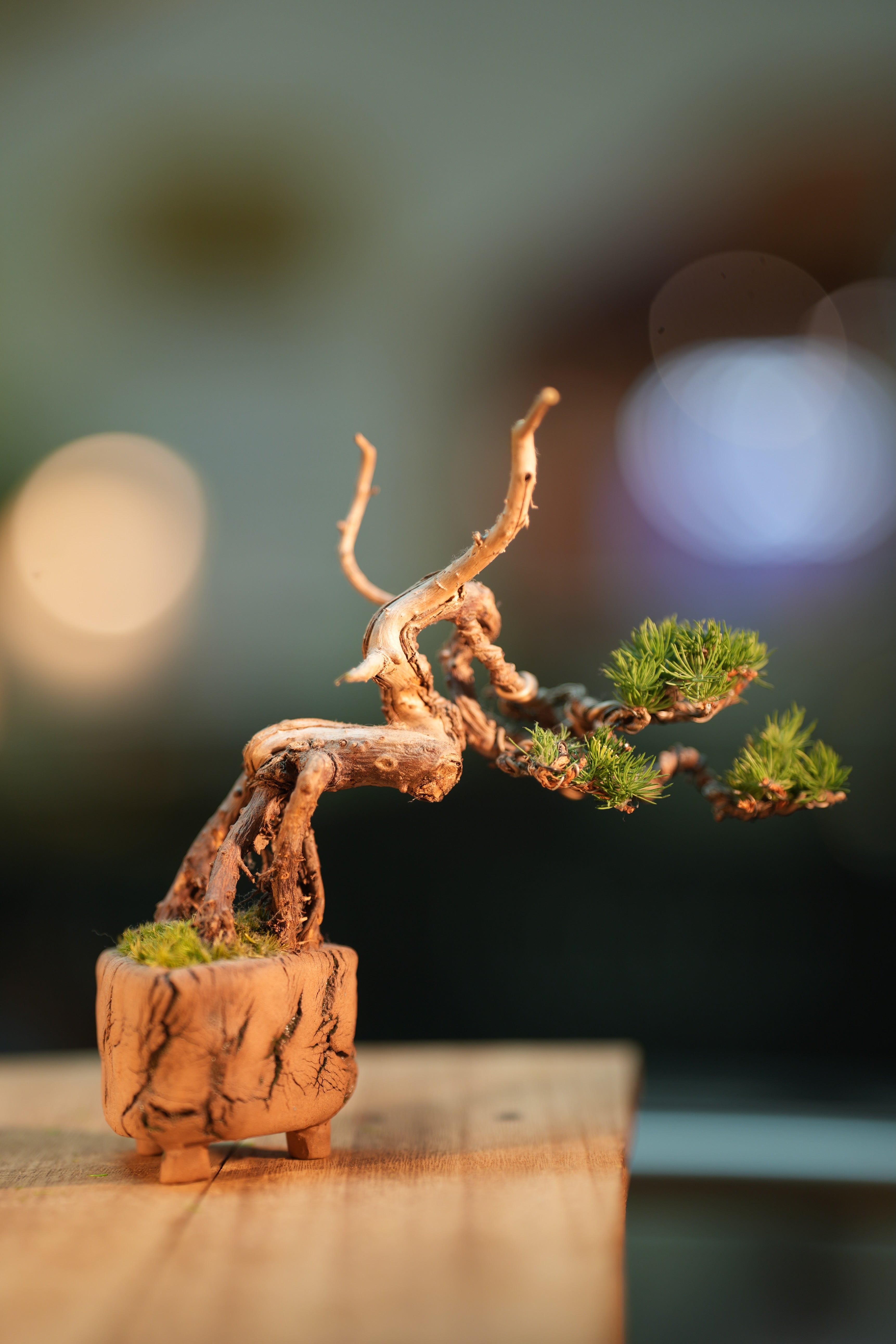 Juniper by the Winding Path