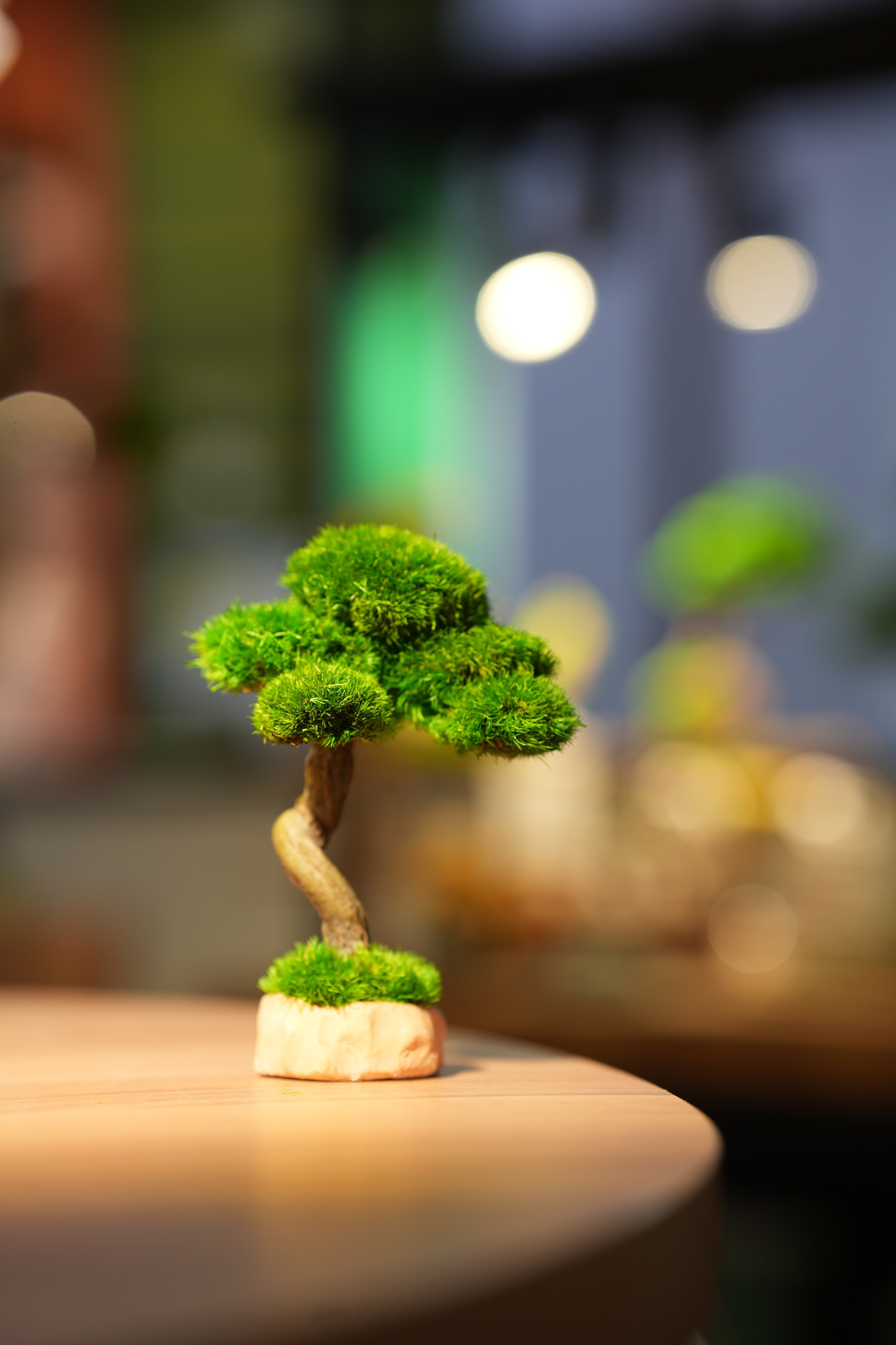 Small Tree in the East