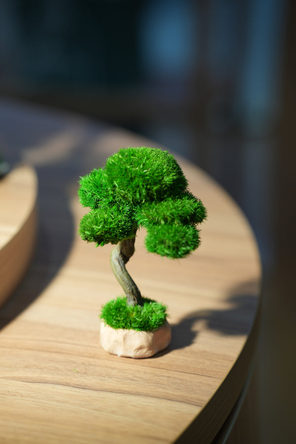 Small Tree in the East