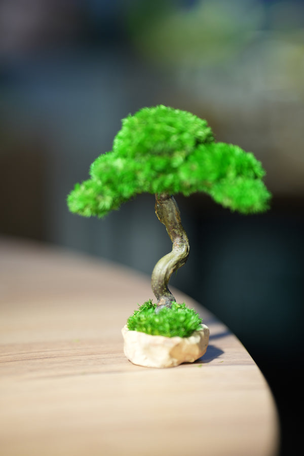 Small Tree in the East