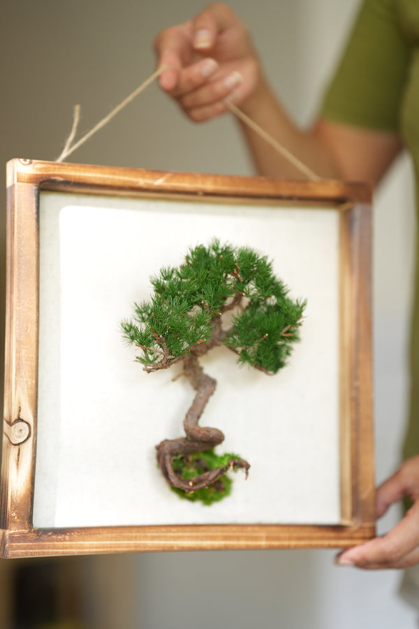 Juniper by the Winding Path - Wall Hanging edition (Preserved Plants)
