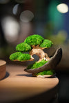 Slow Wood - Young - Crescent