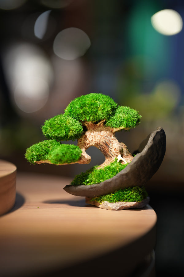 Slow Wood - Young - Crescent