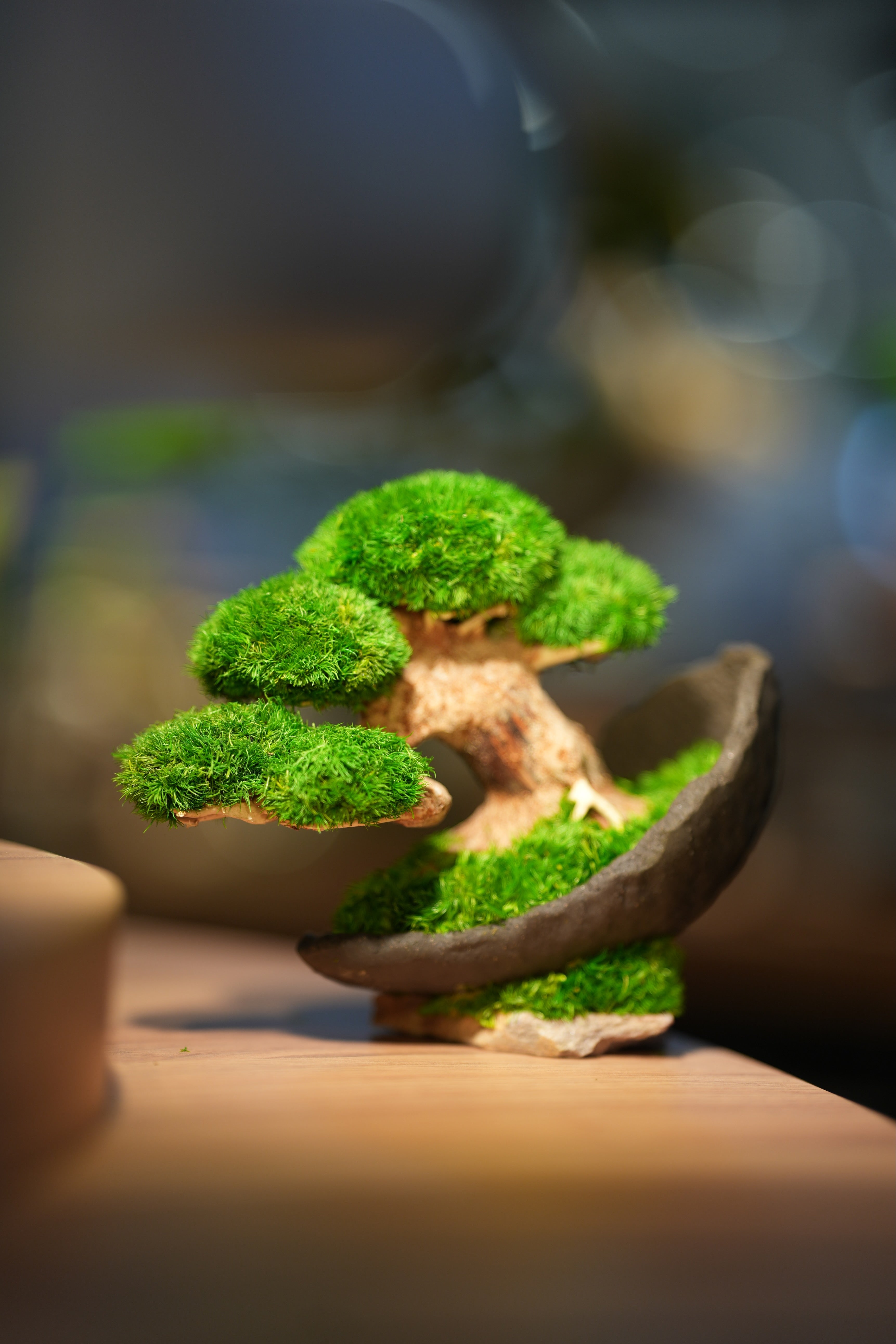 Slow Wood - Young - Crescent