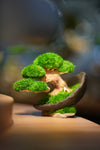 Slow Wood - Young - Crescent