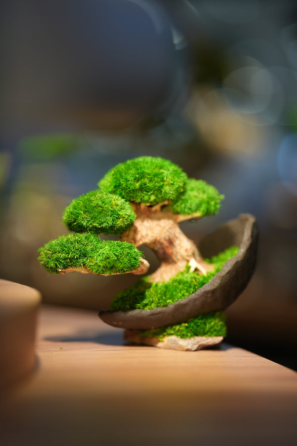 Slow Wood - Young - Crescent