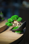 Slow Wood - Young - Crescent