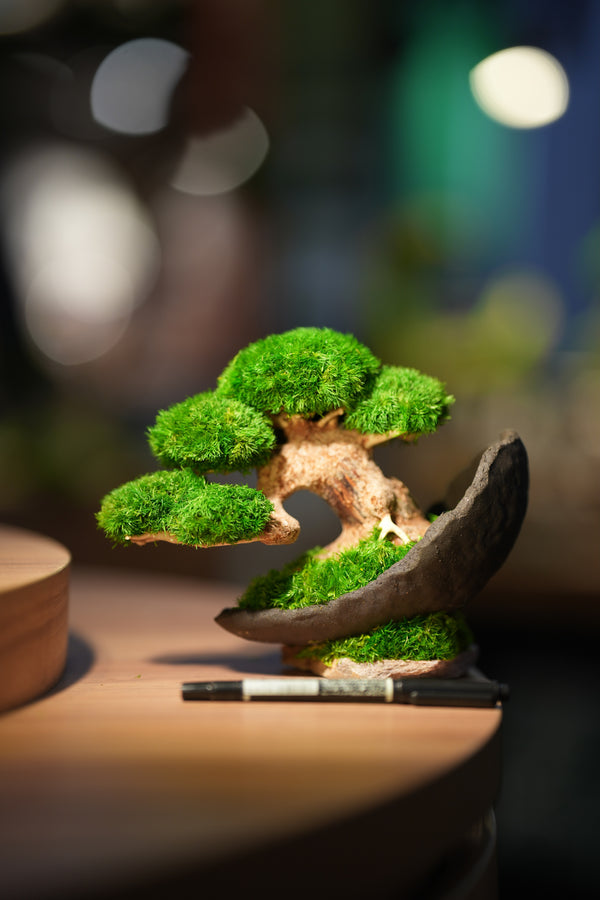 Slow Wood - Young - Crescent