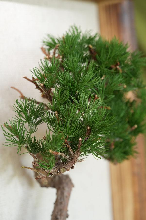 Juniper by the Winding Path - Wall Hanging edition (Preserved Plants)