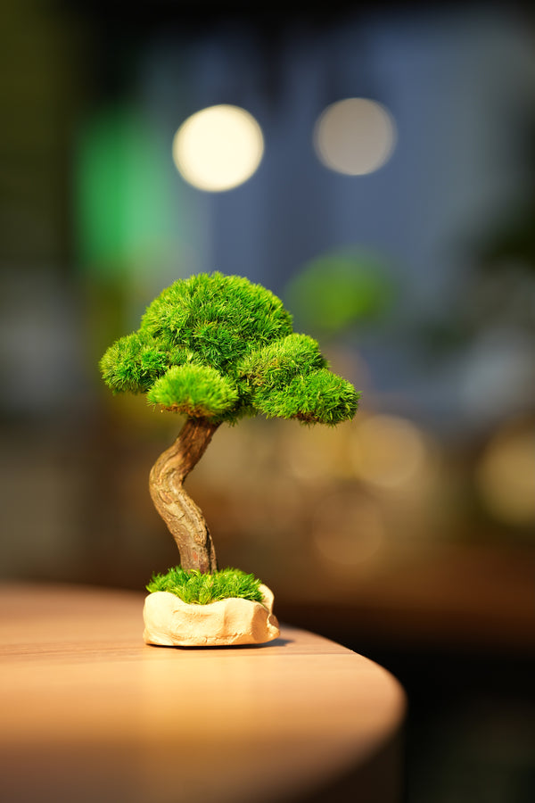 Small Tree in the East