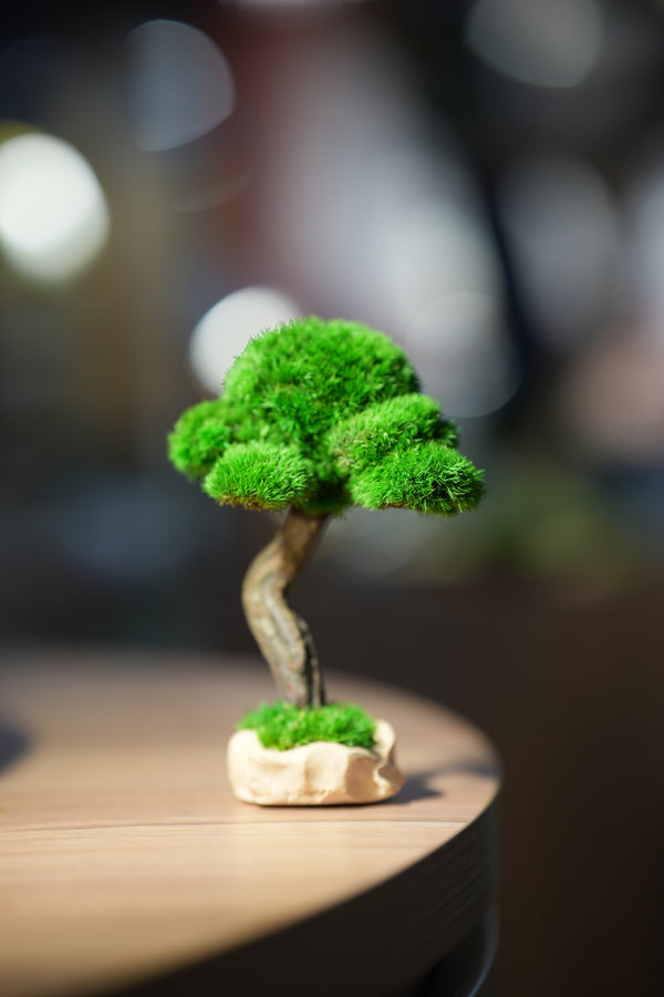 Small Tree in the East