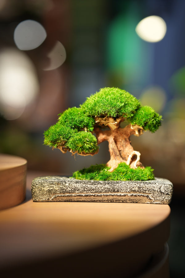 Slow Wood - Young - Anchor