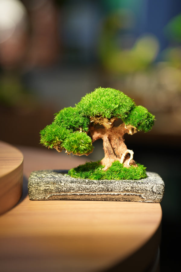 Slow Wood - Young - Anchor