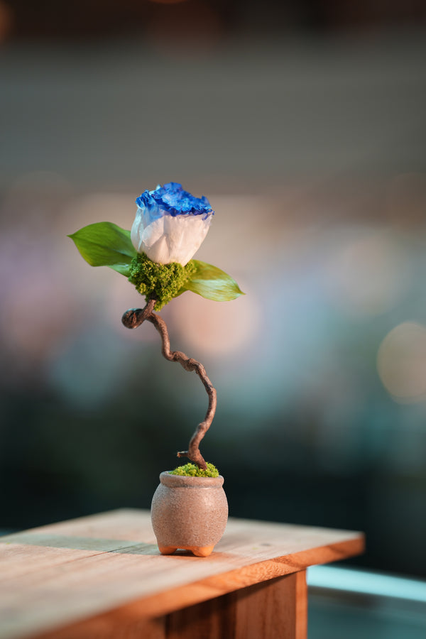 Children of the Forest - Jupiter - Blue Dream