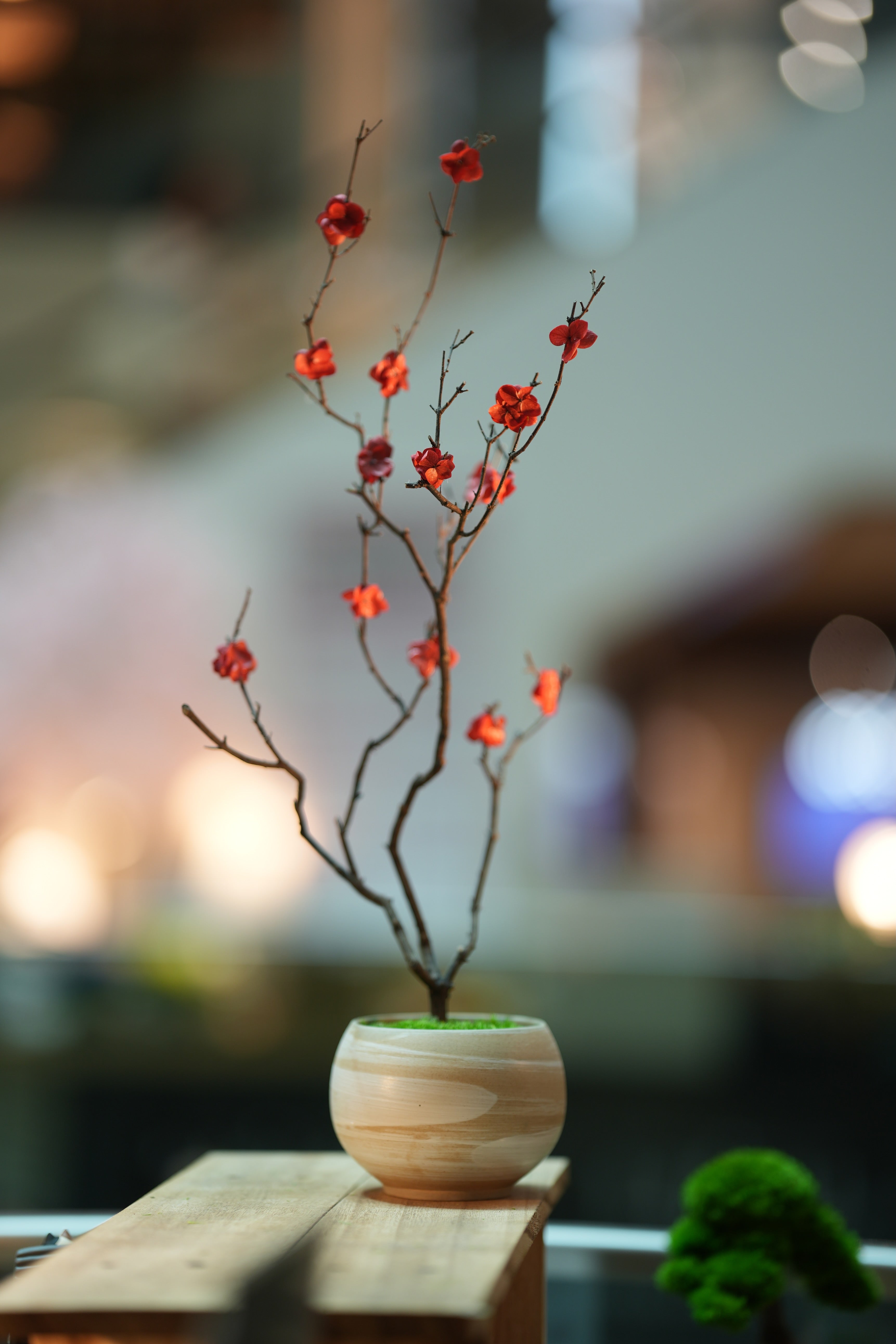 Slow Wood - The Journey (Preserved Plants)